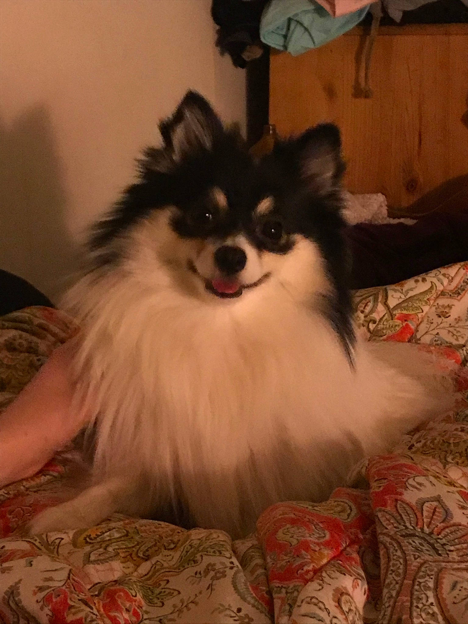 Leo joined the competition — help win amazing prizes! canidae, carnivore, companion_dog, couch, dog, dog_breed, dog_supply, fur, iris, linens, living_room, non_sporting_group, papillon, snout, spitz, toy_dog, whiskers, working_animal