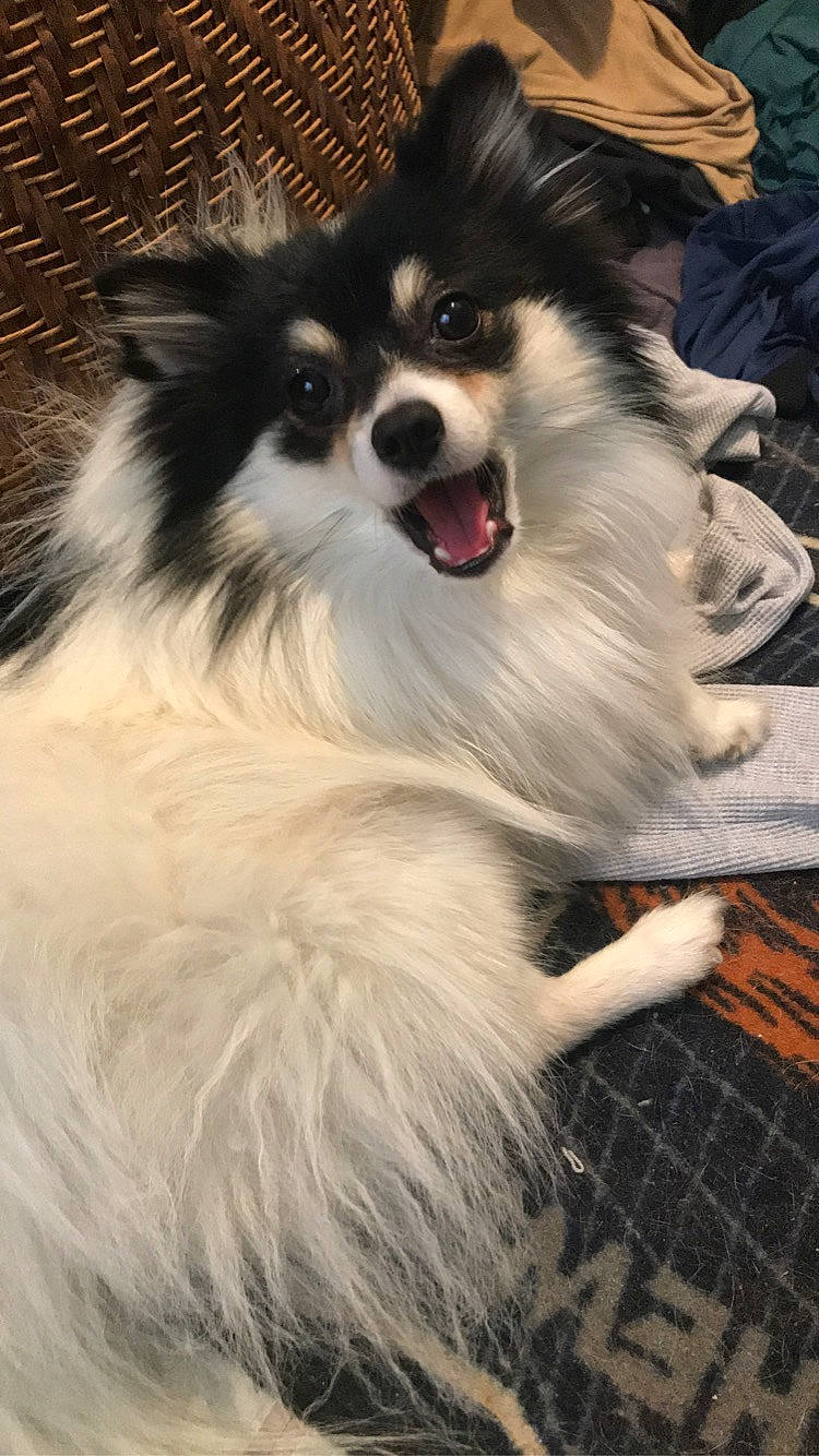 Leo is registered to the contest to win money with this photo: canidae, carnivore, companion_dog, dog, dog_breed, dog_supply, fur, iris, natural_material, non_sporting_group, snout, spitz, sporting_group, tongue, vertebrate, whiskers, working_animal