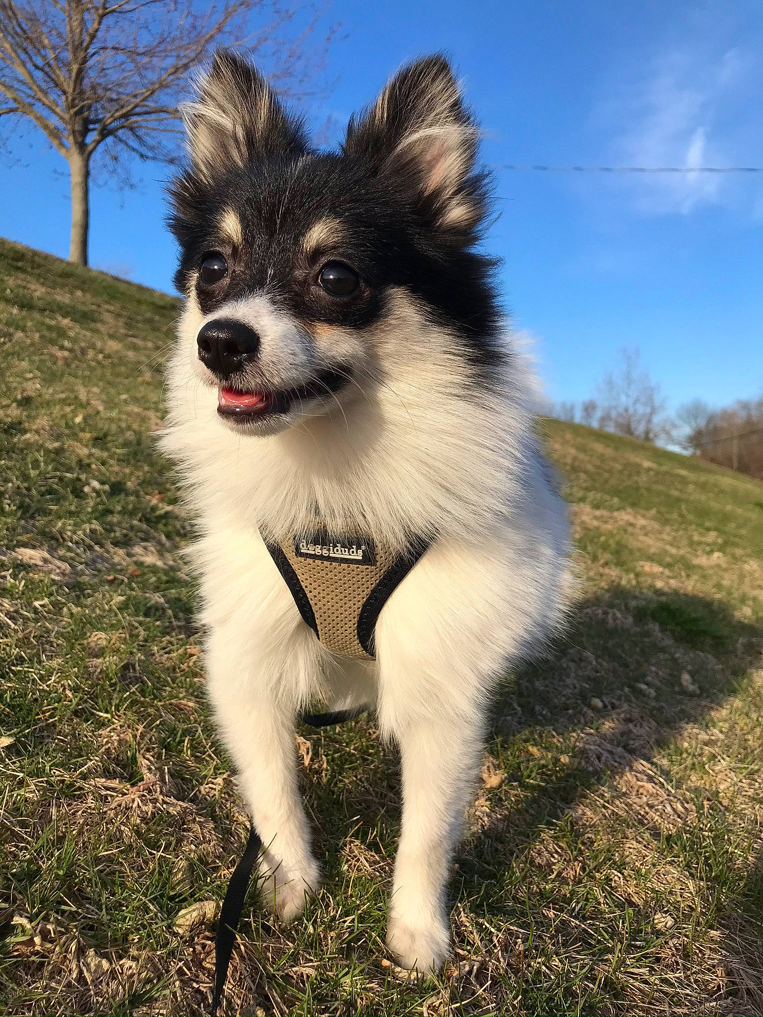 Leo joined the competition — help win amazing prizes! canidae, carnivore, companion_dog, dog, dog_breed, fur, prairie, snout, sporting_group, tail, vertebrate, whiskers, working_animal, working_dog