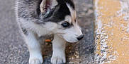 Alio participe au concours pour gagner de l'argent avec cette photo : puppy, dog, husky, animal, curb, sidewalk, pavement, blue_eyes, fur, black_and_white, outdoor, street, young, walking, small, cute, pet, exploring, close_up, nature