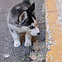 puppy, dog, husky, animal, curb, sidewalk, pavement, blue_eyes, fur, black_and_white, outdoor, street, young, walking, small, cute, pet, exploring, close_up, nature