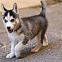 Alio a rejoint le concours — aidez-le/la à gagner de superbes lots ! puppy, dog, siberian_husky, blue_eyes, fur, cute, animal, pet, walking, outdoor, playful, young, canine, mammal, tongue, ears, tail, pavement, curious, adorable