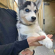 Alio a rejoint le concours — aidez-le/la à gagner de superbes lots ! puppy, dog, husky, blue_eyes, animal, pet, cute, fluffy, person, hand, holding, street, outdoor, building, curious, young, mammal, portrait, fur, domestic_animal