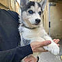 puppy, dog, husky, blue_eyes, animal, pet, cute, fluffy, person, hand, holding, street, outdoor, building, curious, young, mammal, portrait, fur, domestic_animal