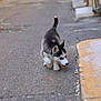 Alio a rejoint le concours — aidez-le/la à gagner de superbes lots ! puppy, dog, husky, walking, pavement, alley, curb, outdoor, animal, young, cute, fur, black_and_white, blue_eyes, side_view, small, pet, exploring, street, daytime
