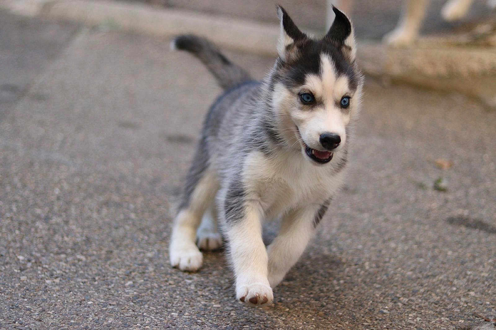 Alio a rejoint le concours — aidez-le/la à gagner de superbes lots ! puppy, dog, siberian_husky, blue_eyes, walking, outdoor, fur, animal, young, pet, cute, mammal, canine, playful, happy, closeup, pavement, tail, ears, nose
