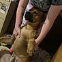 King is registered to the contest to win money with this photo: dog, person, tattoo, indoor, relaxed, pet, brown_dog, holding, sleepy, furniture, floor, blanket, drawer, casual_clothing, hand, resting, cozy, animal, companion, home