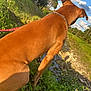 dog, brown_dog, outdoor, grass, creek, water, nature, blue_sky, clouds, collar, chain, sunlight, greenery, trees, plants, animal, pet, canine, side_view, daytime