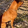 King joined the competition — help win amazing prizes! dog, brown_dog, sitting, leash, chain_collar, rocky_ground, grass, moss, sunlight, shadow, outdoor, nature, pet, animal, canine, side_view, tongue_out, daylight, earth, terrain