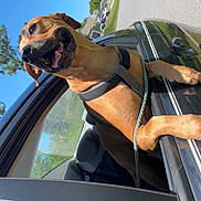 King joined the competition — help win amazing prizes! dog, car, window, harness, happy, outdoor, sunny, street, grass, trees, blue_sky, canine, pet, leash, vehicle, neighborhood, road, parked_car, daytime, smiling