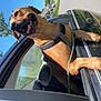 dog, car, window, harness, happy, outdoor, sunny, street, grass, trees, blue_sky, canine, pet, leash, vehicle, neighborhood, road, parked_car, daytime, smiling