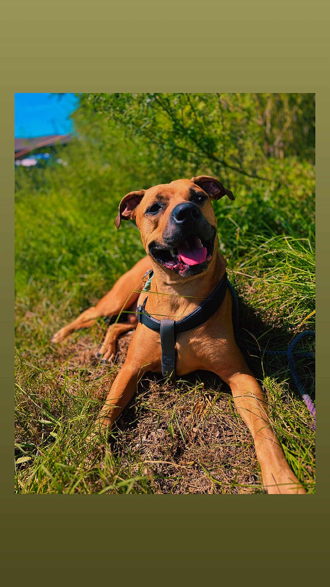 King is registered to the contest to win money with this photo: dog, brown_dog, grass, outdoor, sunny, happy_dog, tongue_out, pet, canine, nature, greenery, leash, collar, animal, playful, summer, relaxed, closeup, mammal, daylight
