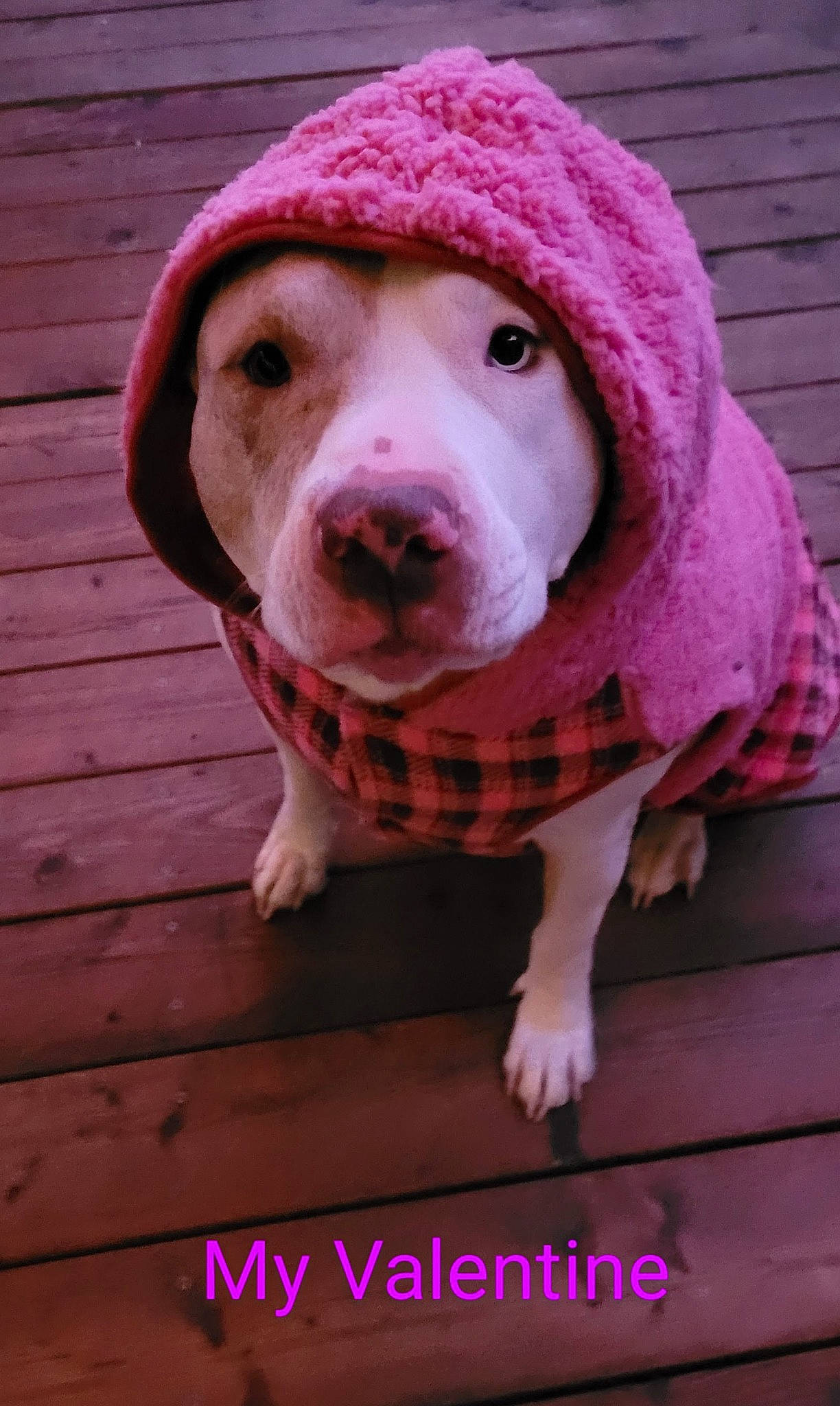Gracie joined the competition — help win amazing prizes! cap, carnivore, companion_dog, dog, dog_breed, fawn, fur, hardwood, magenta, non_sporting_group, pattern, pink, snout, sporting_group, terrestrial_animal, whiskers, wood, woolen, wrinkle