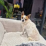 Larry a rejoint le concours — aidez-le/la à gagner de superbes lots ! blanket, cat, couch, cozy, curious, dog, fur, furniture, home, indoor, living_room, orchid, paw_prints, person, pet, plant, reflection, seated, small_dog, window