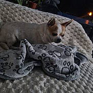 Larry participe au concours pour gagner de l'argent avec cette photo : animal, blanket, brown_spot, cozy, dog, dusk, furniture, night, outdoor, palm_tree, paw_prints, pet, plant, potted_plant, quiet, relaxing, resting, small_dog, textile, white_dog