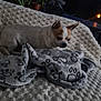 animal, blanket, brown_spot, cozy, dog, dusk, furniture, night, outdoor, palm_tree, paw_prints, pet, plant, potted_plant, quiet, relaxing, resting, small_dog, textile, white_dog