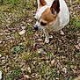 Larry participe au concours pour gagner de l'argent avec cette photo : animal, brown, canine, chihuahua, curious, dog, grass, green, ground, leaves, natural_light, nature, outdoor, pet, plants, small_dog, standing, tan_fur, walking, white_fur