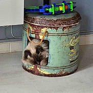 Mya participe au concours pour gagner de l'argent avec cette photo : animal, cat, colorful_toy, container, cozy, decor, feline, floor, fluffy, indoor, napping, peaceful, pet, quiet, resting, rope_handle, rustic, sleeping, toy, vintage_container