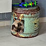 animal, cat, colorful_toy, container, cozy, decor, feline, floor, fluffy, indoor, napping, peaceful, pet, quiet, resting, rope_handle, rustic, sleeping, toy, vintage_container