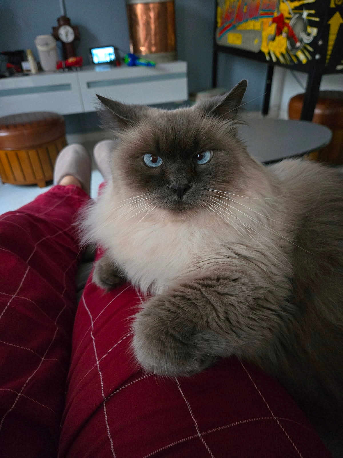 Mya participe au concours pour gagner de l'argent avec cette photo : animal, blue_eyes, blurred_background, cat, cozy, fluffy, footwear, furniture, home, indoor, lap, person, pet, pinball_machine, portrait, red_pants, relaxed, slippers, table, whiskers