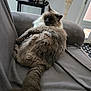Mya participe au concours pour gagner de l'argent avec cette photo : blanket, broom, cat, container, cozy, feline, floor, fluffy, fur, gray_couch, home, indoor, looking_back, pet, relaxed, resting, table, tail, water_bottle, window