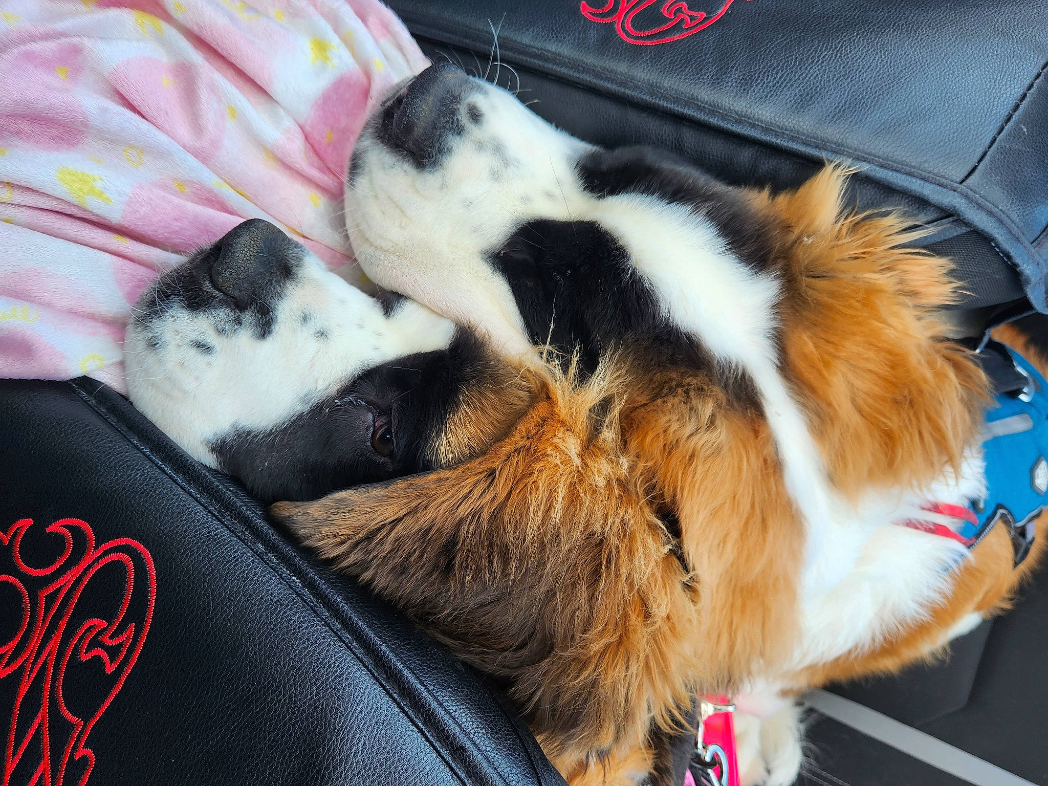 Nala joined the competition — help win amazing prizes! canidae, carnivore, cat, claw, comfort, companion_dog, dog_breed, domestic_short_haired_cat, felidae, foot, fur, lap, nap, paw, small_to_medium_sized_cats, sporting_group, tail, whiskers, windshield