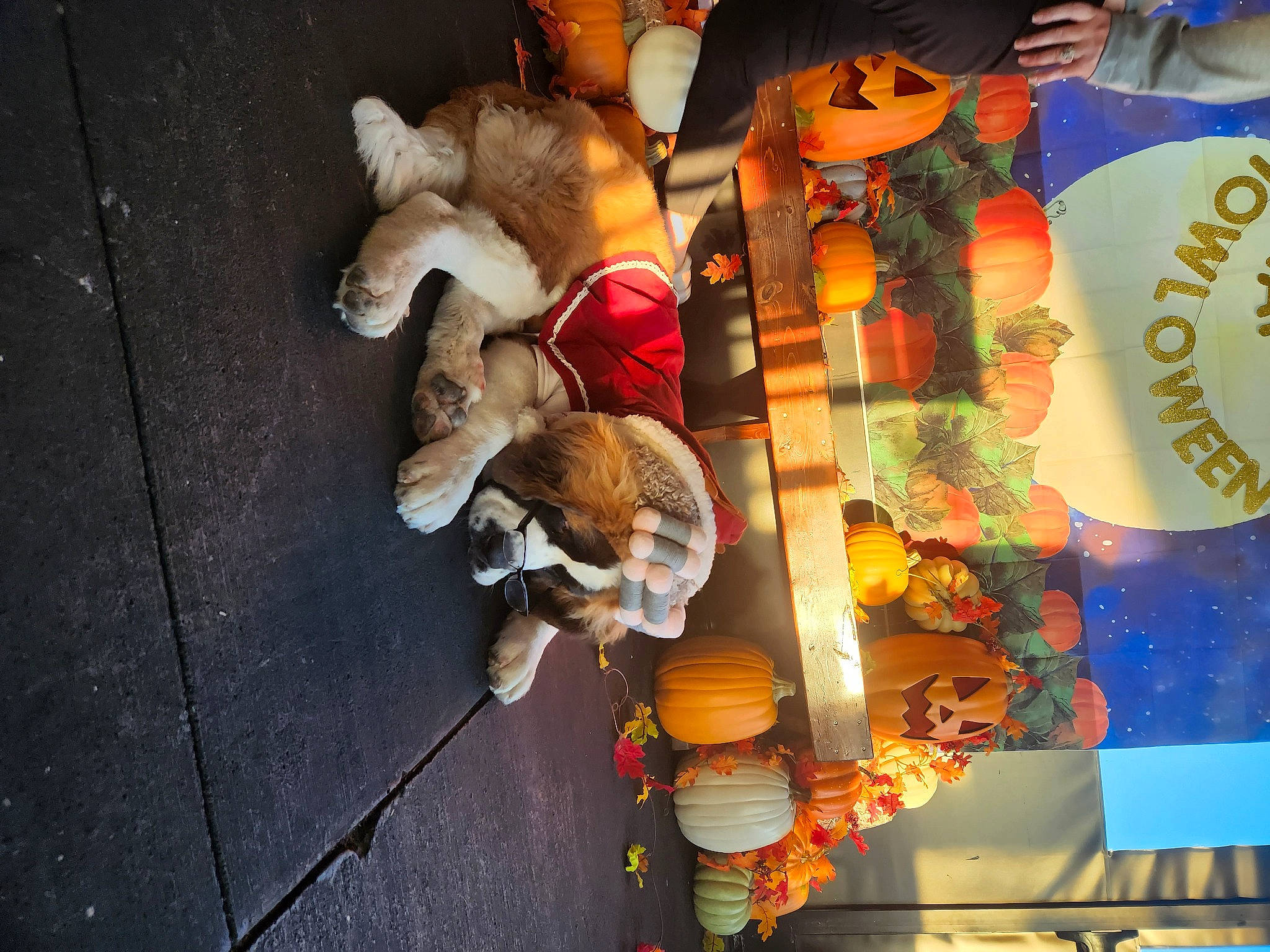 Nala is registered to the contest to win money with this photo: art, collection, companion_dog, event, fawn, felidae, flooring, fun, fur, linens, orange, pattern, plush, room, small_to_medium_sized_cats, stuffed_toy, tail, toy, visual_arts, wood