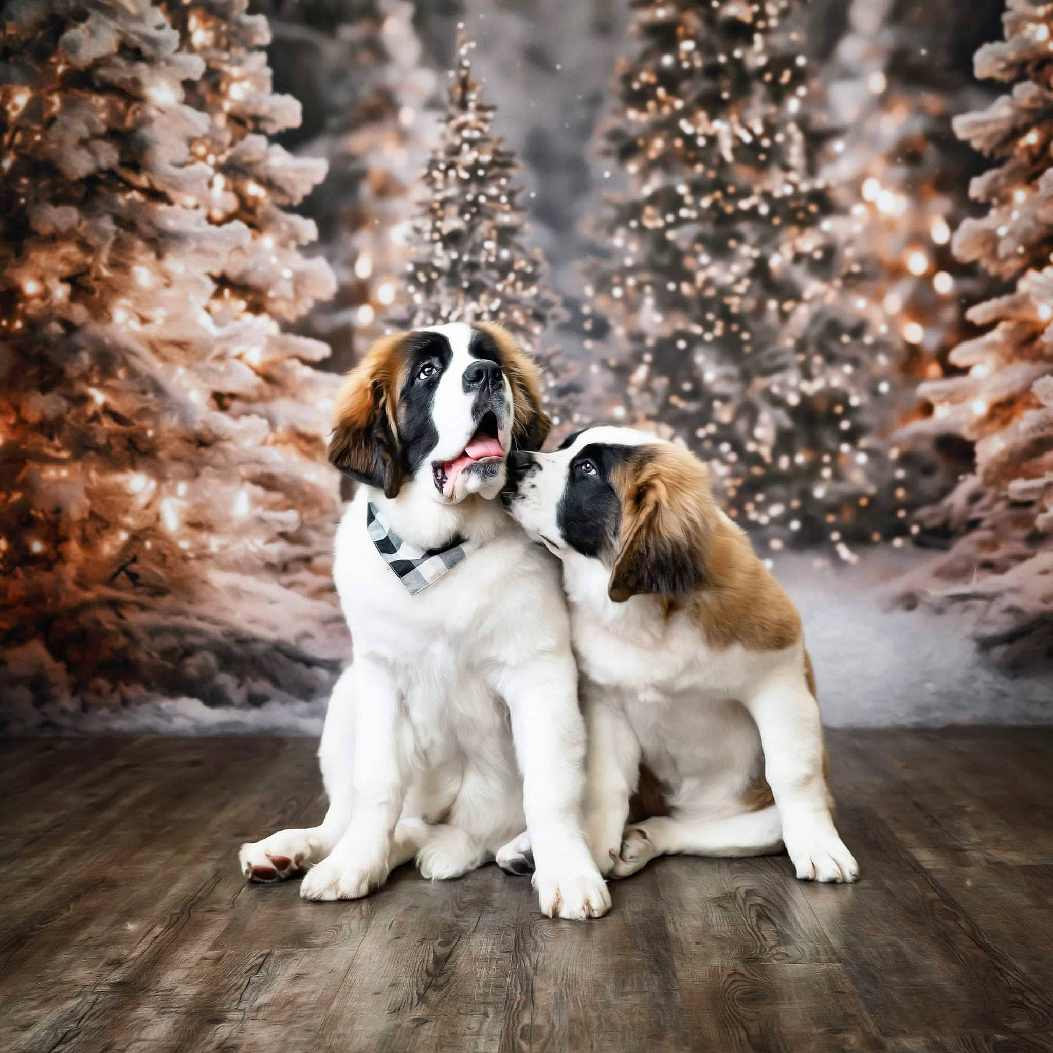Nala joined the competition — help win amazing prizes! carnivore, christmas_decoration, christmas_tree, companion_dog, dog, dog_breed, door, event, fawn, freezing, fur, happy, holiday, plant, snout, snow, sporting_group, tree, winter, wood