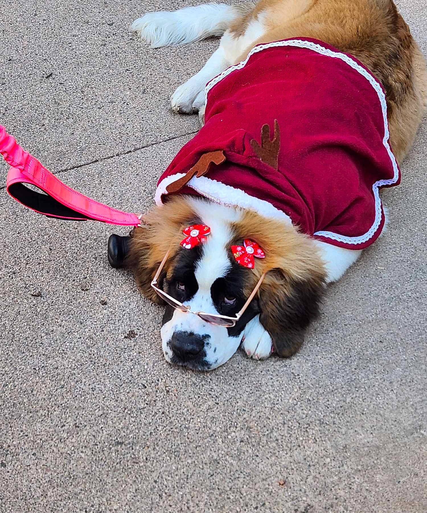 Nala is registered to the contest to win money with this photo: asphalt, canidae, carnivore, companion_dog, dog, dog_breed, dog_supply, event, fawn, fur, human_leg, leash, mammal, paw, pet_supply, road_surface, sidewalk, snout, sporting_group, working_animal