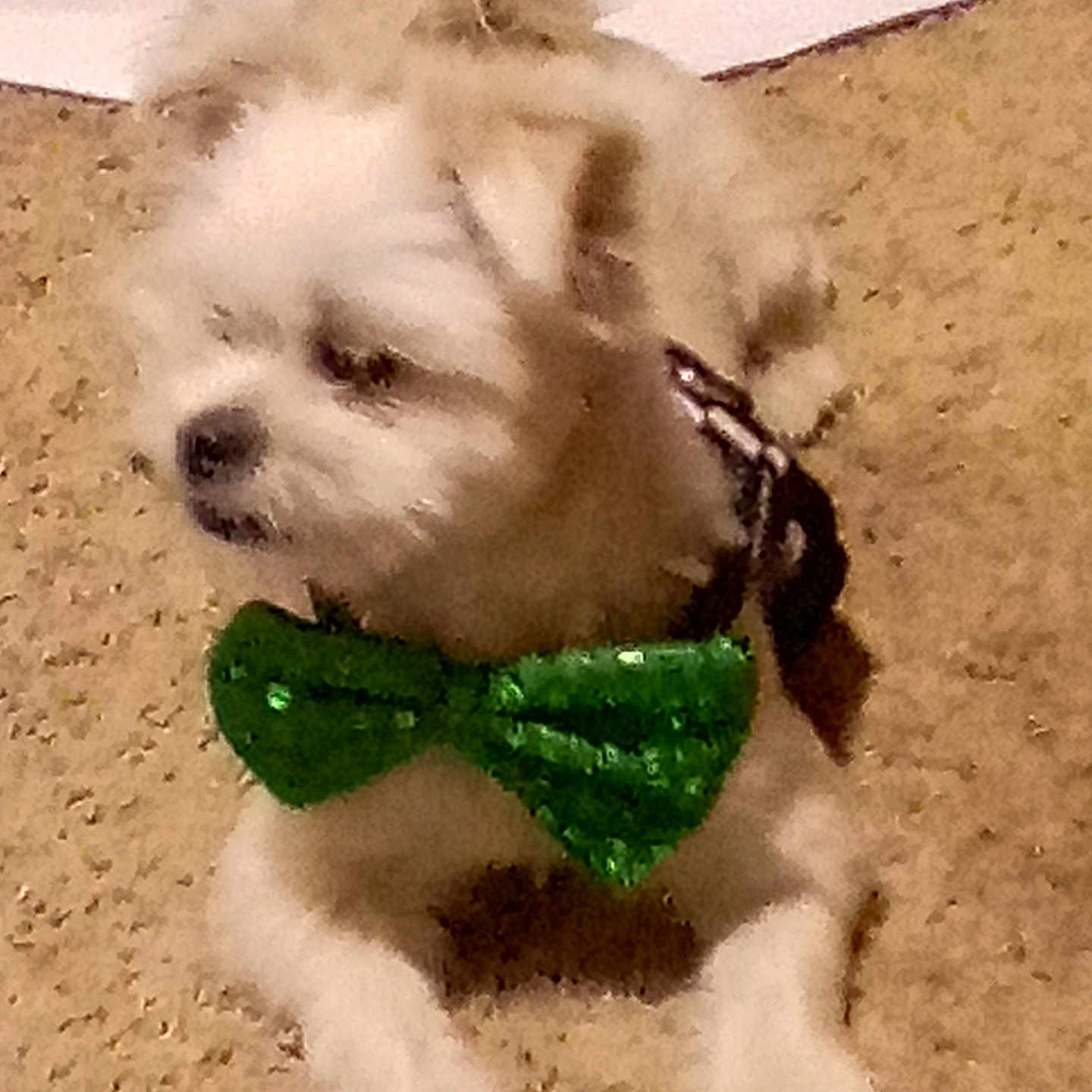 Moolie is registered to the contest to win money with this photo: accessory, animal, bow_tie, carpet, companion, cute, dog, domestic_animal, fluffy, furry, green_bow_tie, indoor, indoor_lighting, laying_down, paw, pet, pet_accessory, relaxed, small_dog, white_dog