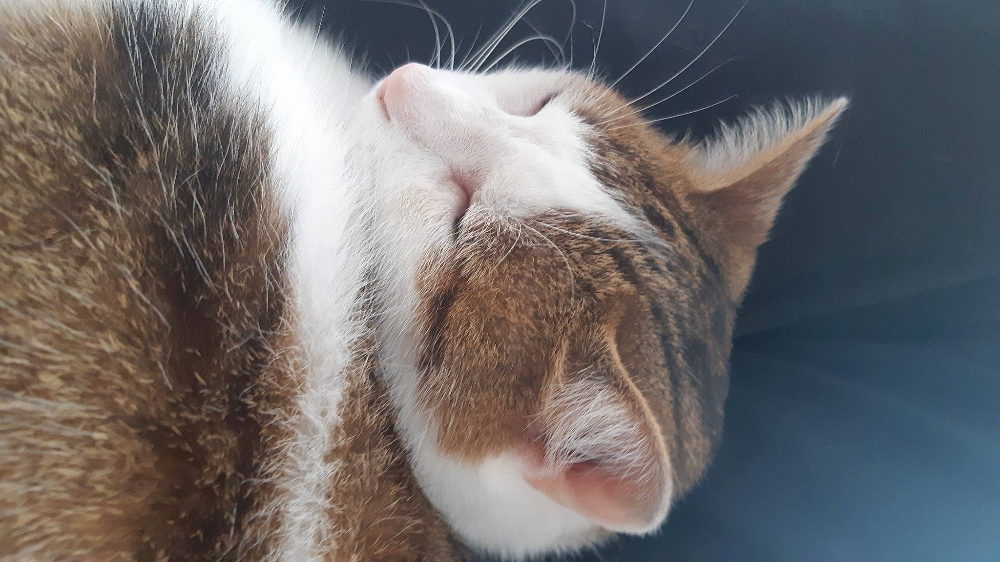 Matou a rejoint le concours — aidez-le/la à gagner de superbes lots ! carnivore, cat, close_up, comfort, domestic_short_haired_cat, ear, eyelash, felidae, fur, macro_photography, nap, nose, paw, sky, sleep, small_to_medium_sized_cats, snout, terrestrial_animal, whiskers, wildlife
