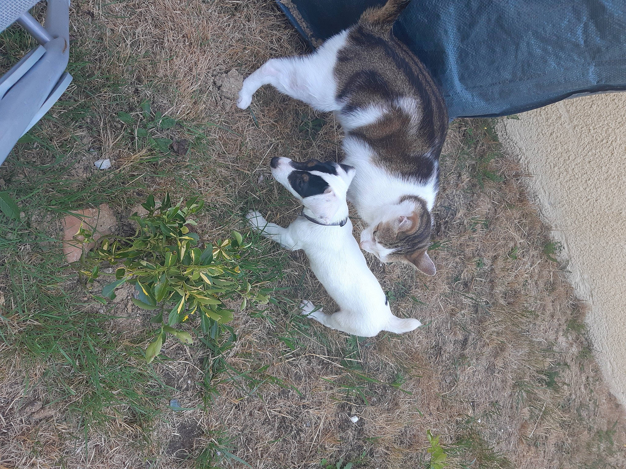 Matou participe au concours pour gagner de l'argent avec cette photo : canidae, carnivore, cat, companion_dog, dog_breed, domestic_short_haired_cat, fawn, felidae, fur, grass, groundcover, paw, pet_vitamins_supplements, plant, small_to_medium_sized_cats, soil, sporting_group, tail, whiskers, wood