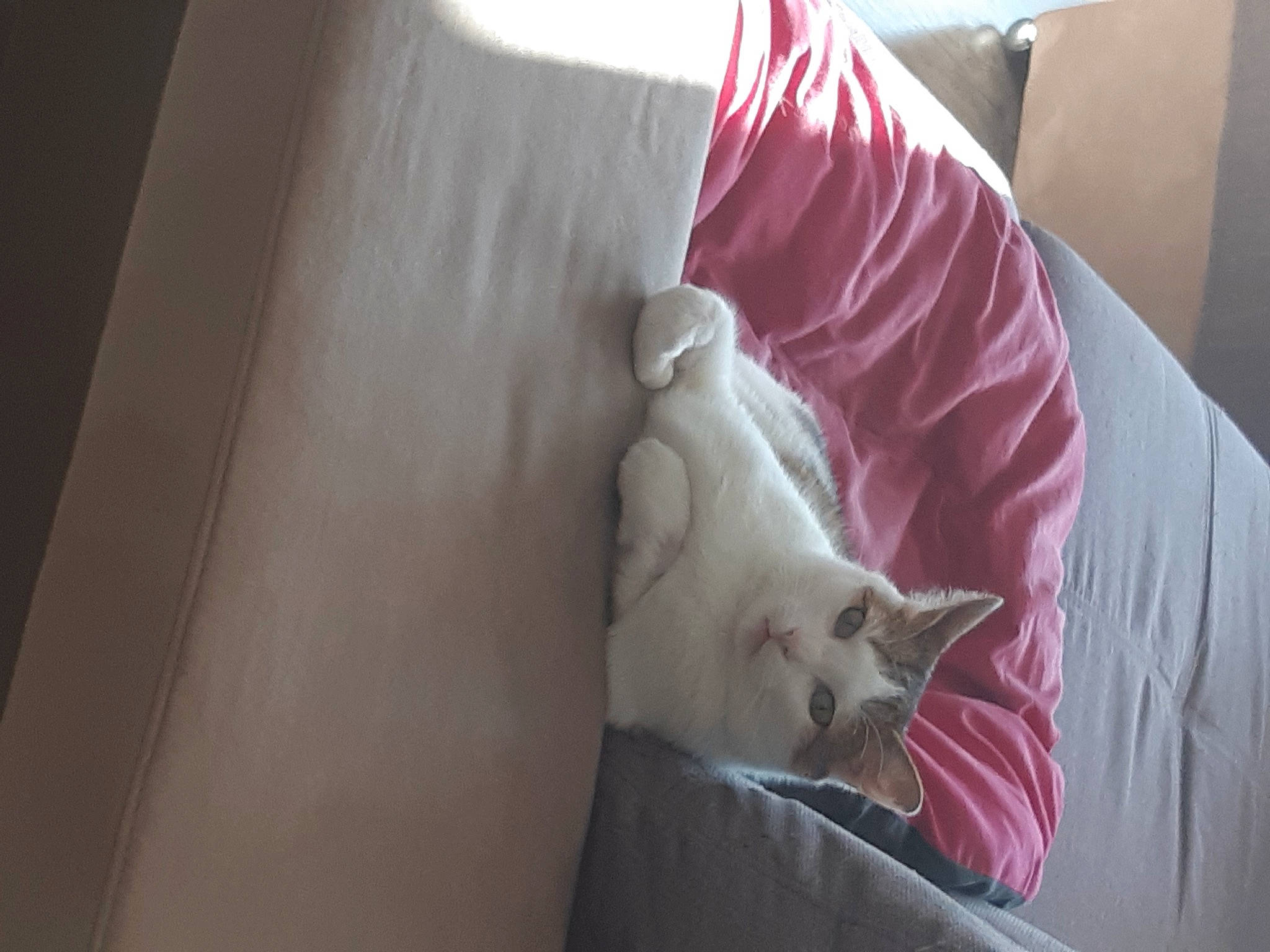 Matou a rejoint le concours — aidez-le/la à gagner de superbes lots ! bed, bedding, carnivore, cat, comfort, companion_dog, couch, domestic_short_haired_cat, duvet, felidae, fur, hardwood, linens, nap, room, small_to_medium_sized_cats, tail, textile, whiskers, wood