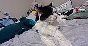 Greta is registered to the contest to win money with this photo: animal, bed, black, blanket, cat, cozy, cute, feline, fur, home, indoor, pet, pillow, plush_toy, relaxed, resting, sleepy, soft, stuffed_animal, white