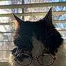 Greta joined the competition — help win amazing prizes! animal, backlit, black_and_white, blinds, cat, closeup, cute, domestic, eyewear, face, feline, fluffy, funny, glasses, indoor, pet, portrait, sunlight, whiskers, window