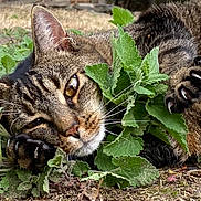 Pepper joined the competition — help win amazing prizes! cat, tabby_cat, animal, pet, claws, greenery, plants, outdoor, nature, fur, whiskers, relaxed, closeup, ground, leaf, wildlife, mammal, sleepy, playful, eye