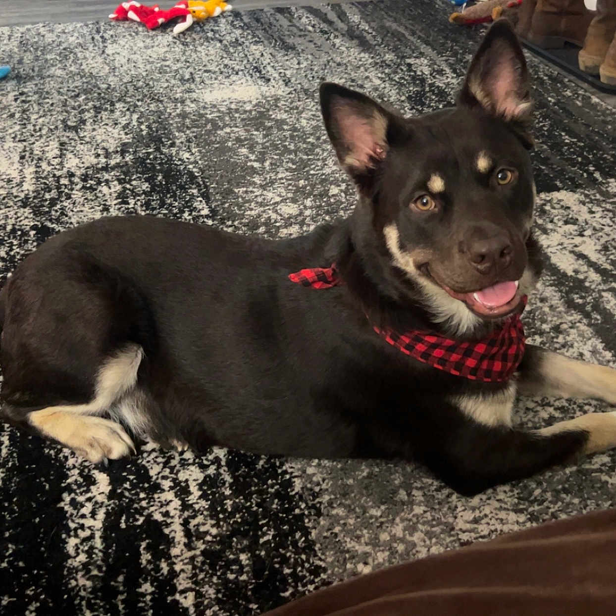 Hans joined the competition — help win amazing prizes! animal, bandana, black_and_white_rug, boots, canine, decor, dog, domestic, ears_up, floor, fur, happy, home, indoor, lying_down, pet, playful, smiling, toy, wood_floor