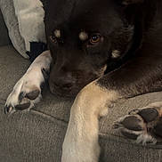 Hans joined the competition — help win amazing prizes! animal, blanket, brown, closeup, comfort, couch, dog, ears, expression, face, fur, home, indoor, living_room, nose, paws, pet, relaxed, resting, white