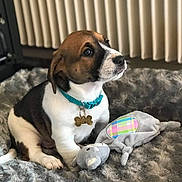 Shadow a rejoint le concours — aidez-le/la à gagner de superbes lots ! puppy, dog, toy, blanket, collar, pet, indoor, cute, small_dog, fur, animal, playing, cozy, resting, looking_up, brown_white, plush_toy, comfort, young_dog, domestic_animal