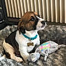 puppy, dog, toy, blanket, collar, pet, indoor, cute, small_dog, fur, animal, playing, cozy, resting, looking_up, brown_white, plush_toy, comfort, young_dog, domestic_animal