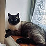 cat, siamese_cat, blue_eyes, window, windowsill, curtain, lace_curtain, horse_pattern, wood, fur, pet, animal, indoor, resting, looking, calm, natural_light, cozy, domestic, close_up