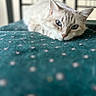 Shana participe au concours pour gagner de l'argent avec cette photo : cat, kitten, blue_eyes, cream_fur, lying_down, relaxed, portrait, close_up, animal, pet, whiskers, pointed_ears, nose, facial_expression, teal_blanket, patterned_fabric, bokeh, window, indoor, cozy