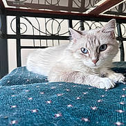 Shana a rejoint le concours — aidez-le/la à gagner de superbes lots ! cat, kitten, fluffy, white_fur, blue_eyes, animal, pet, portrait, lying_down, relaxed, staring, whiskers, ears, paws, blanket, teal, patterned_fabric, indoor, metal_frame, close_up