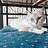 cat, kitten, fluffy, white_fur, blue_eyes, animal, pet, portrait, lying_down, relaxed, staring, whiskers, ears, paws, blanket, teal, patterned_fabric, indoor, metal_frame, close_up