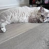 cat, white_cat, fluffy, long_hair, blue_eyes, lying_down, relaxed, pet, feline, animal, indoors, wood_floor, home, living_room, shelf, toys, paws, whiskers, portrait, cute
