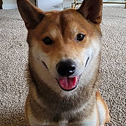Blaze joined the competition — help win amazing prizes! dog, shiba_inu, carpet, indoor, pet, smiling, tongue_out, table, beverage_can, water_bottle, decor, furniture, living_room, happy, sitting, brown_fur, white_fur, ears_up, household, cute
