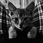 Lumi a rejoint le concours — aidez-le/la à gagner de superbes lots ! kitten, cat, close_up, black_and_white, plaid_pants, legs, paws, fur, whiskers, indoor, pet, animal, curious, portrait, cozy, resting, young, cute, feline, domestic_cat