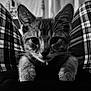 kitten, cat, close_up, black_and_white, plaid_pants, legs, paws, fur, whiskers, indoor, pet, animal, curious, portrait, cozy, resting, young, cute, feline, domestic_cat