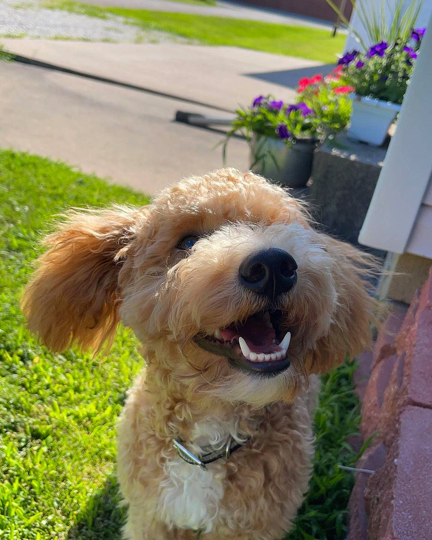 Ruger is registered to the contest to win money with this photo: canidae, carnivore, collar, companion_dog, dog, dog_breed, dog_collar, flower, flowerpot, fur, grass, houseplant, leash, plant, small_terrier, snout, sporting_group, terrier, toy_dog, working_animal