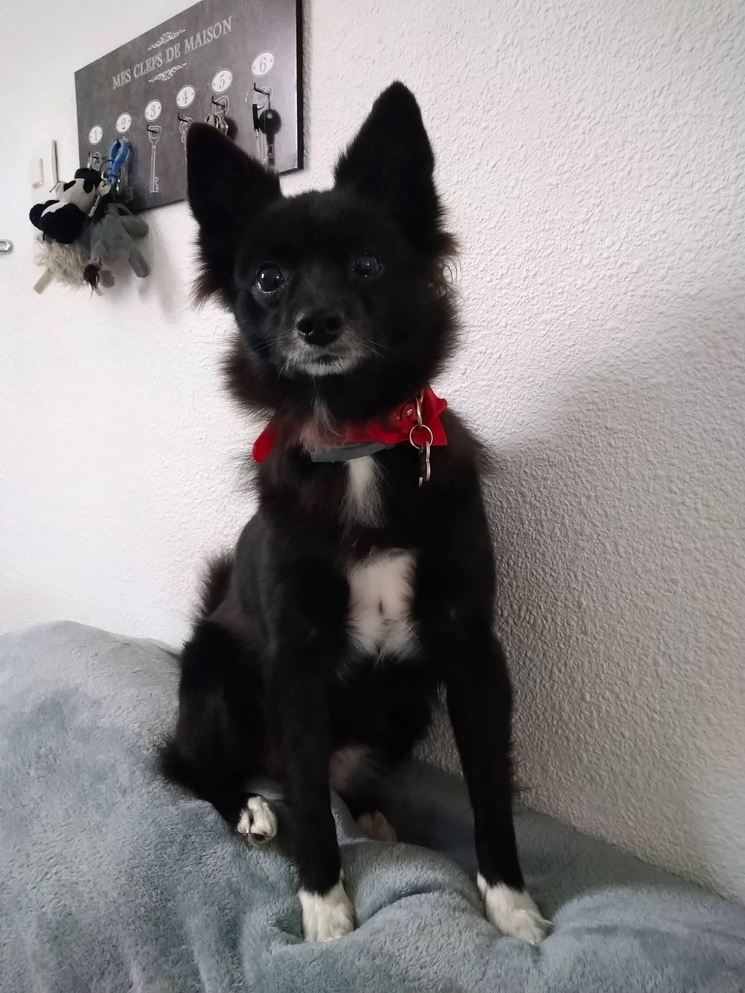 Maggy participe au concours pour gagner de l'argent avec cette photo : canidae, carnivore, companion_dog, dog, dog_breed, mammal, non_sporting_group, pomeranian, puppy, rare_breed_dog, schipperke, snout, toy_dog